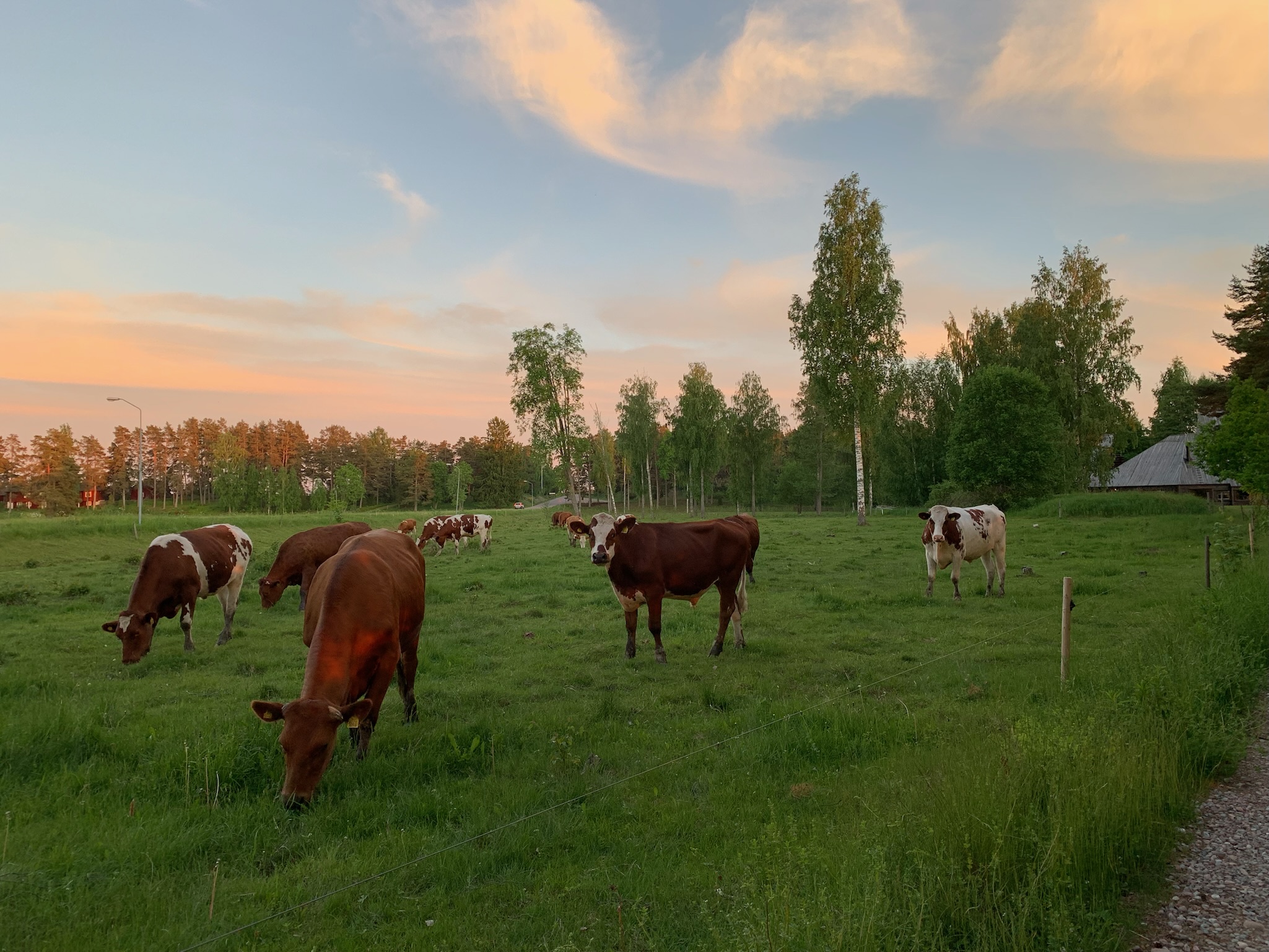 Kor betar i en grön hage i kvällsljus
